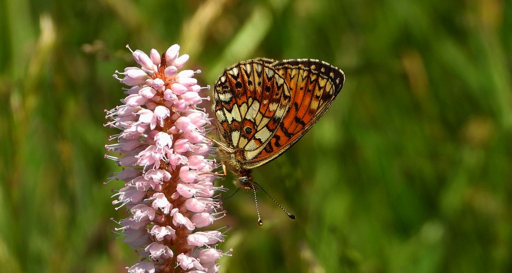 Dostojka selene (Boloria selene)