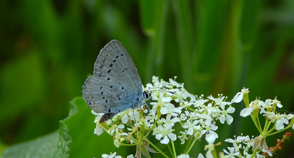 Modraszek malczyk (Cupido minimus)