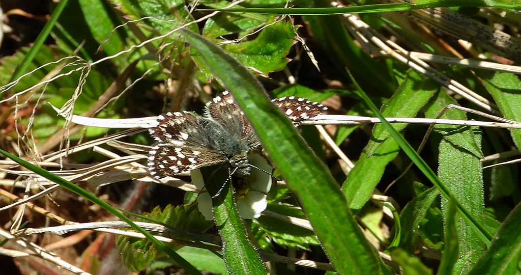 Powszelatek malwowiec (Pyrgus malvae)
