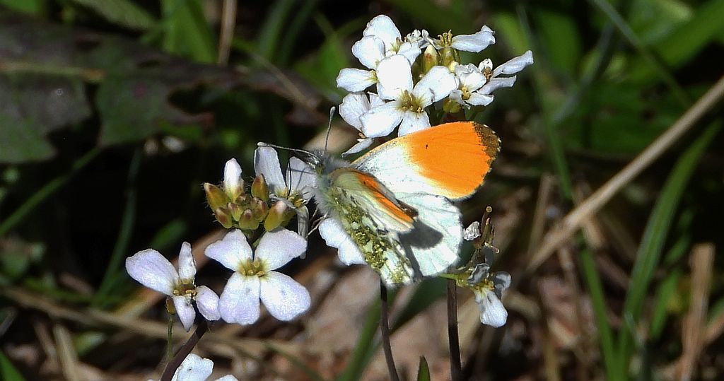 Zorzynek rzeżuchowiec (Anthocharis cardamines)