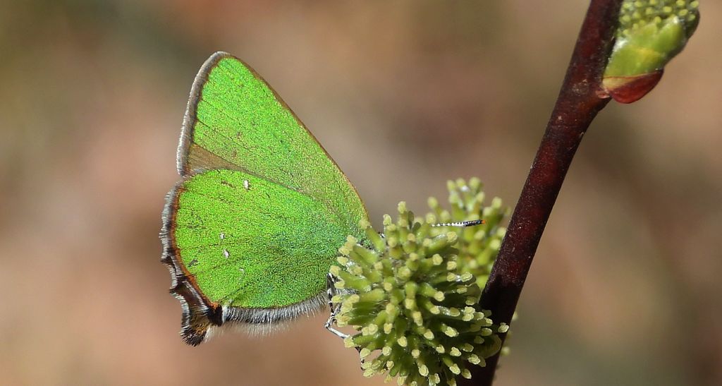Zieleńczyk ostrężyniec (Callophrys rubi)