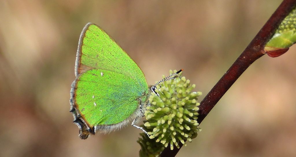 Zieleńczyk ostrężyniec (Callophrys rubi)