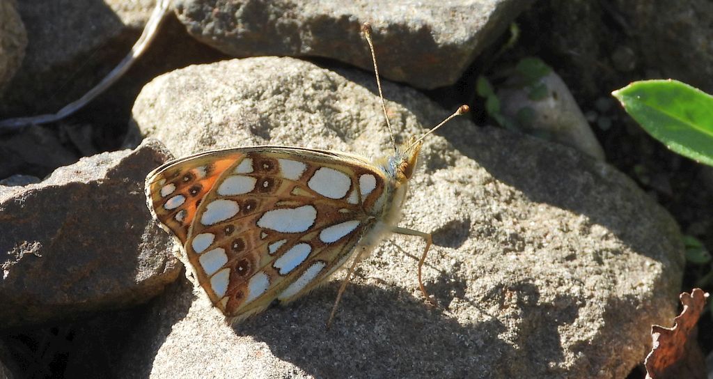 Dostojka latonia, perłowiec mniejszy (Issoria lathonia)