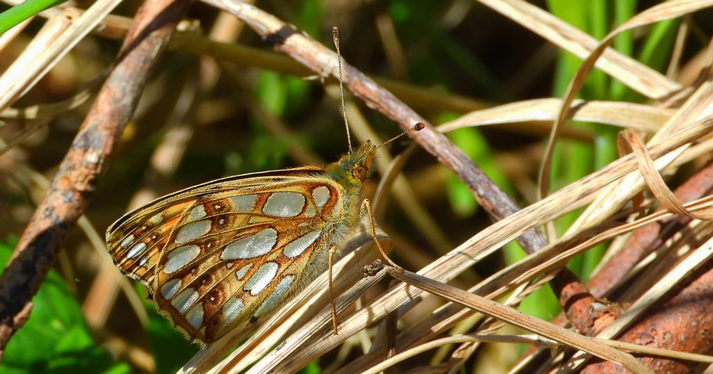 Dostojka latonia, perłowiec mniejszy (Issoria lathonia)