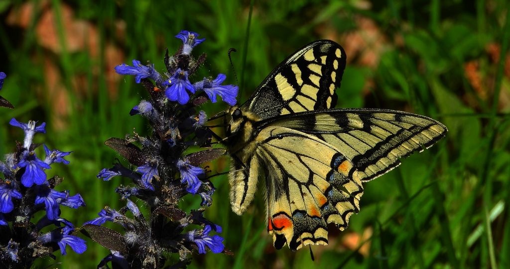 Paź królowej (Papilio machaon)