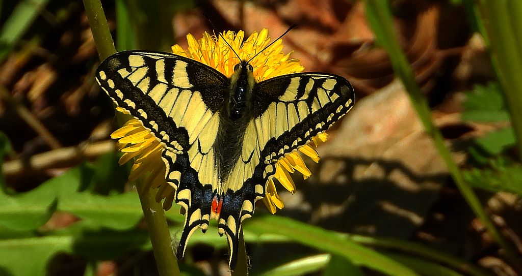 Paź królowej (Papilio machaon)