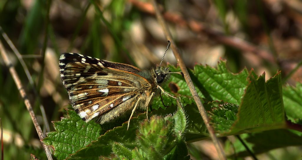 Powszelatek malwowiec (Pyrgus malvae)
