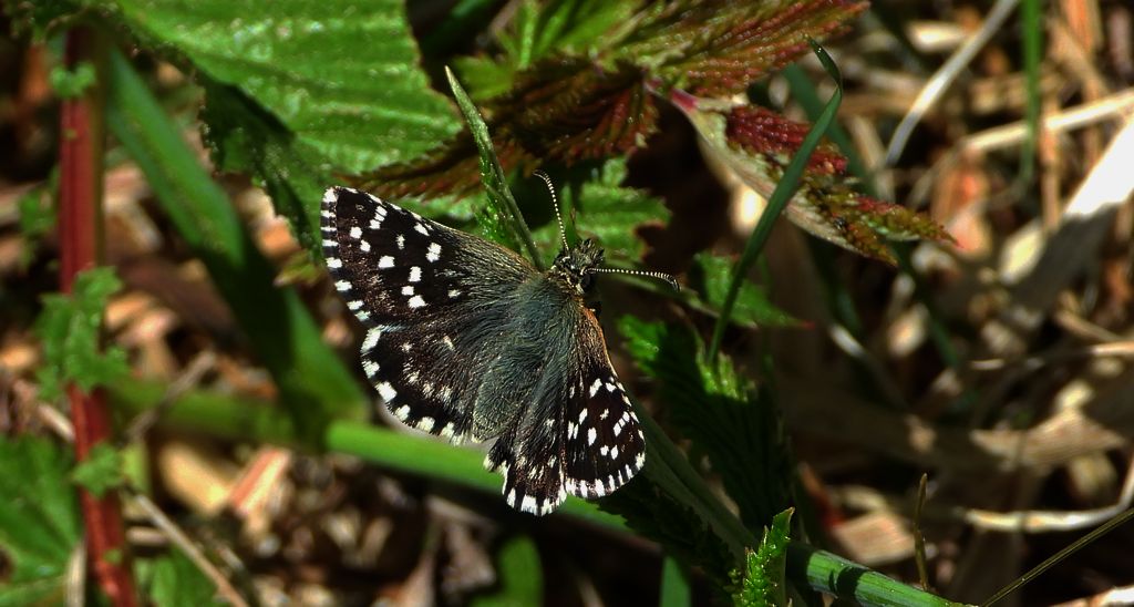 Powszelatek malwowiec (Pyrgus malvae)