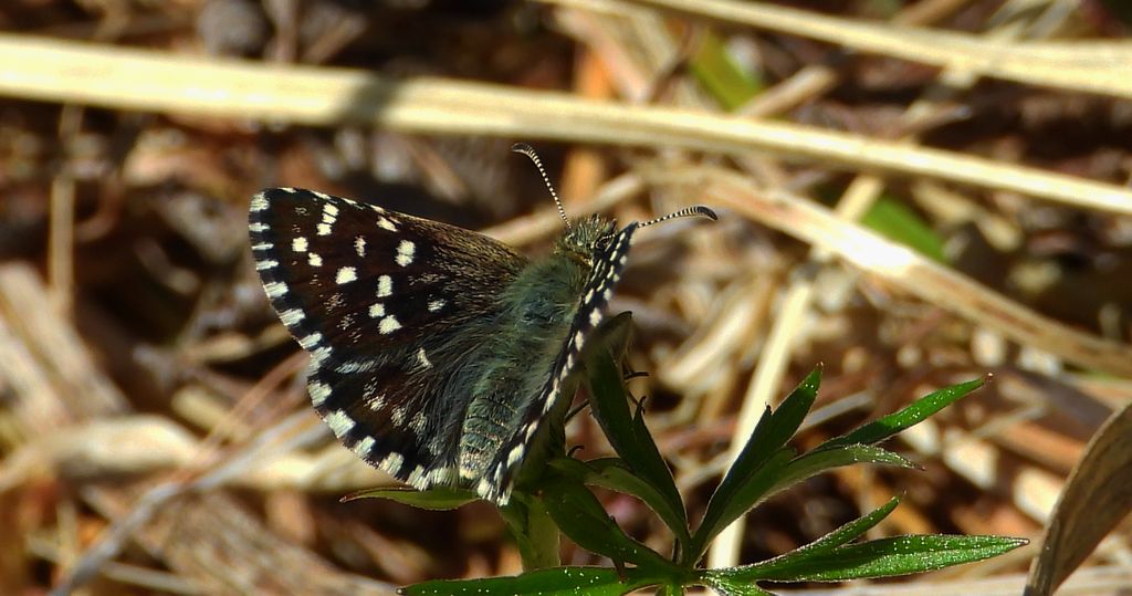 Powszelatek malwowiec (Pyrgus malvae)