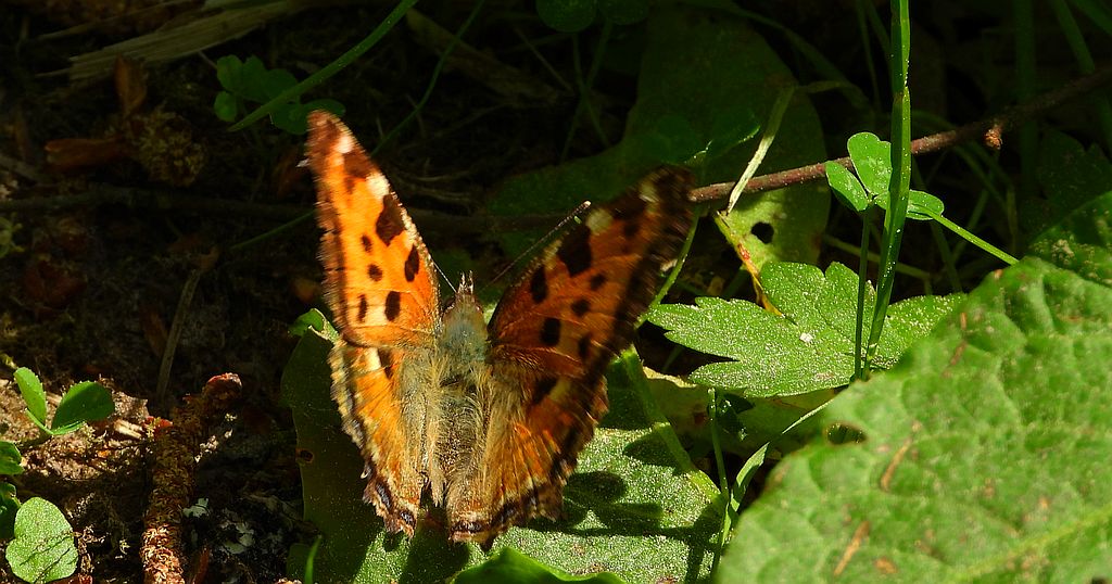 Rusałka drzewoszek (Nymphalis xanthomelas)