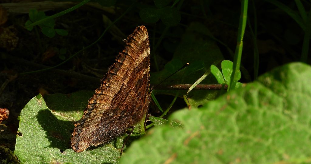 Rusałka drzewoszek (Nymphalis xanthomelas)