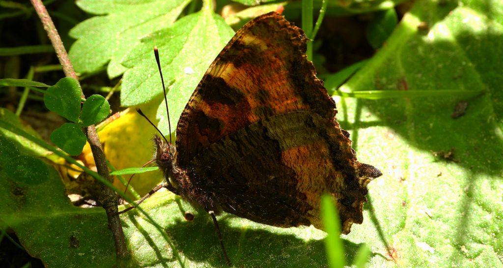 Rusałka drzewoszek (Nymphalis xanthomelas)