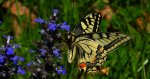 Paź królowej (Papilio machaon)