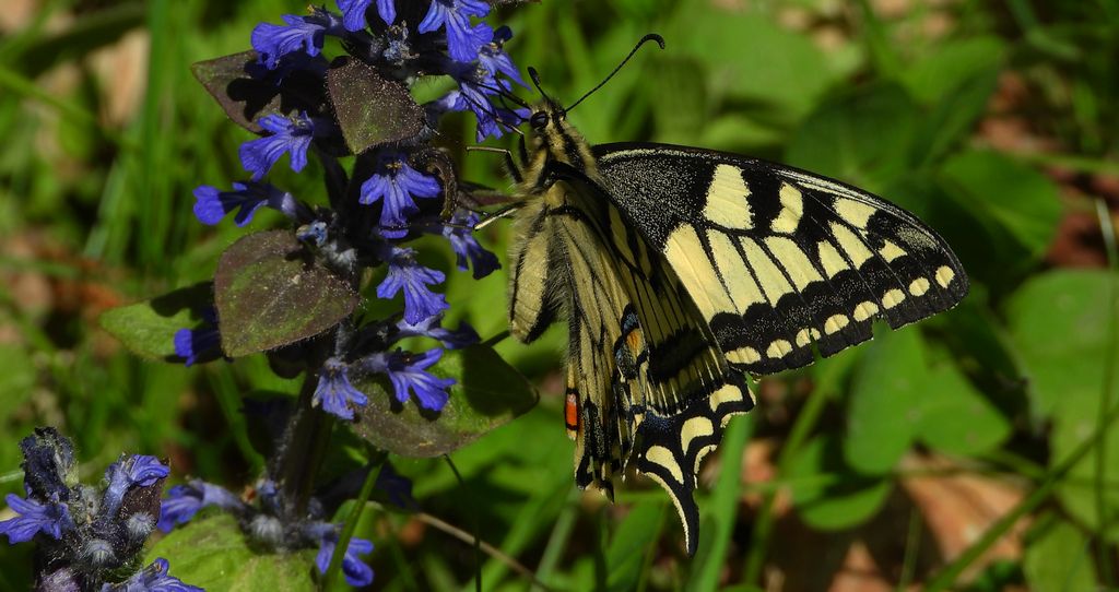 Paź królowej (Papilio machaon)