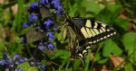 Paź królowej (Papilio machaon)