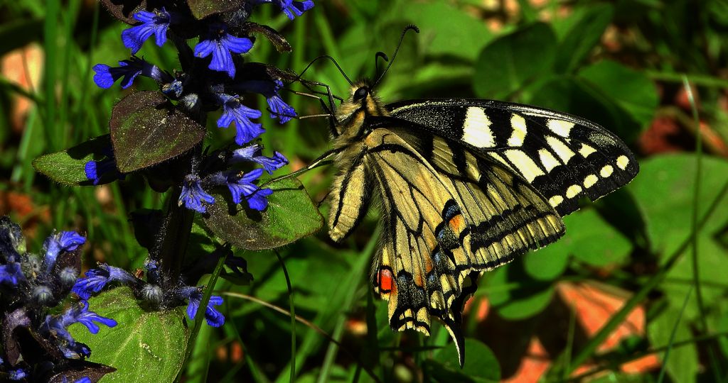 Paź królowej (Papilio machaon)