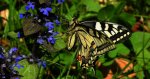Paź królowej (Papilio machaon)