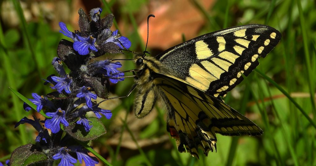 Paź królowej (Papilio machaon)