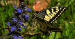 Paź królowej (Papilio machaon)