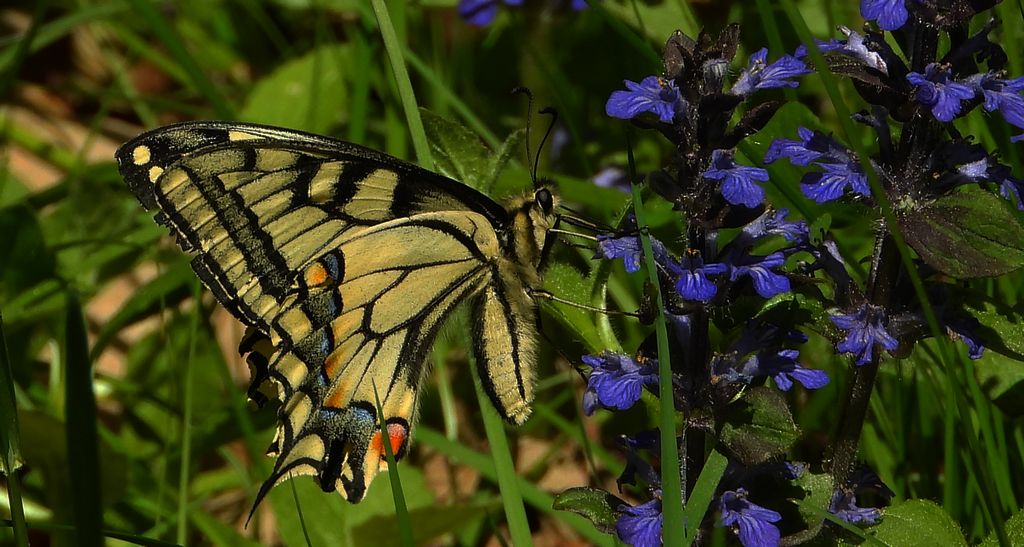 Paź królowej (Papilio machaon)
