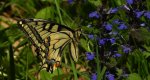 Paź królowej (Papilio machaon)