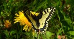 Paź królowej (Papilio machaon)