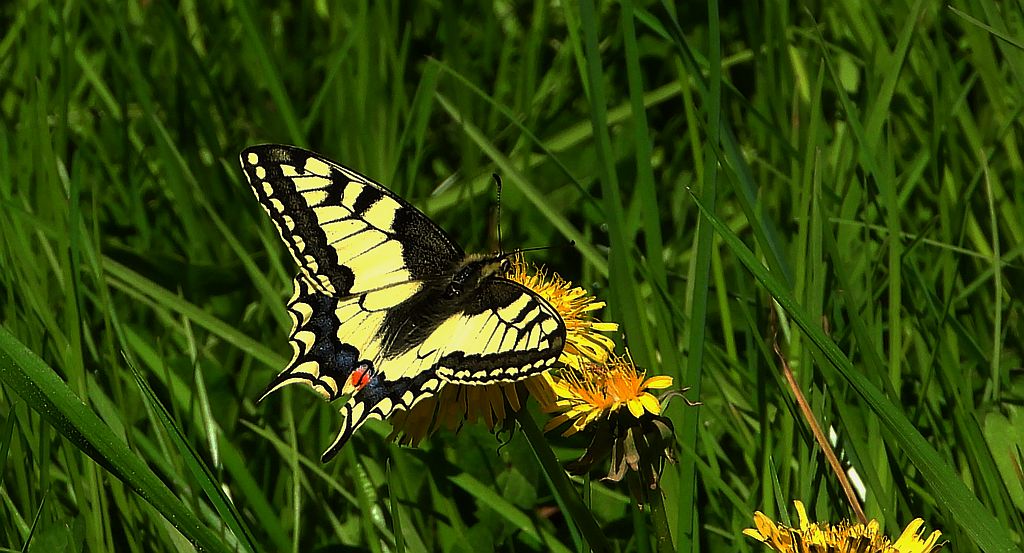Paź królowej (Papilio machaon)