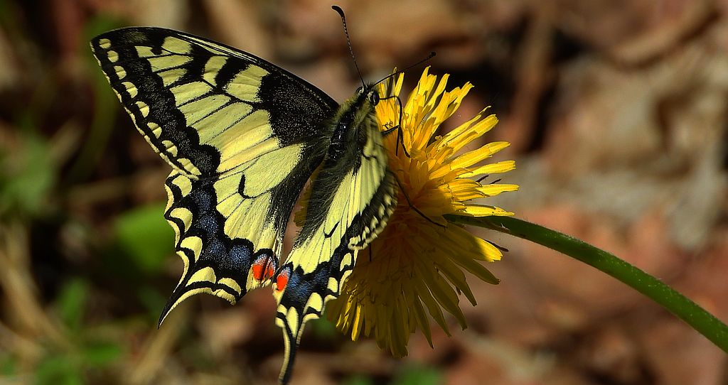 Paź królowej (Papilio machaon)