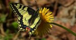 Paź królowej (Papilio machaon)