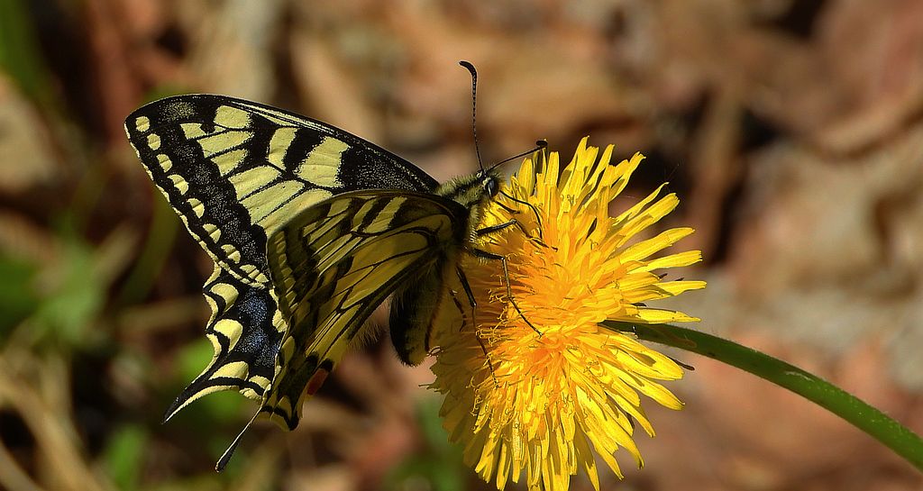 Paź królowej (Papilio machaon)