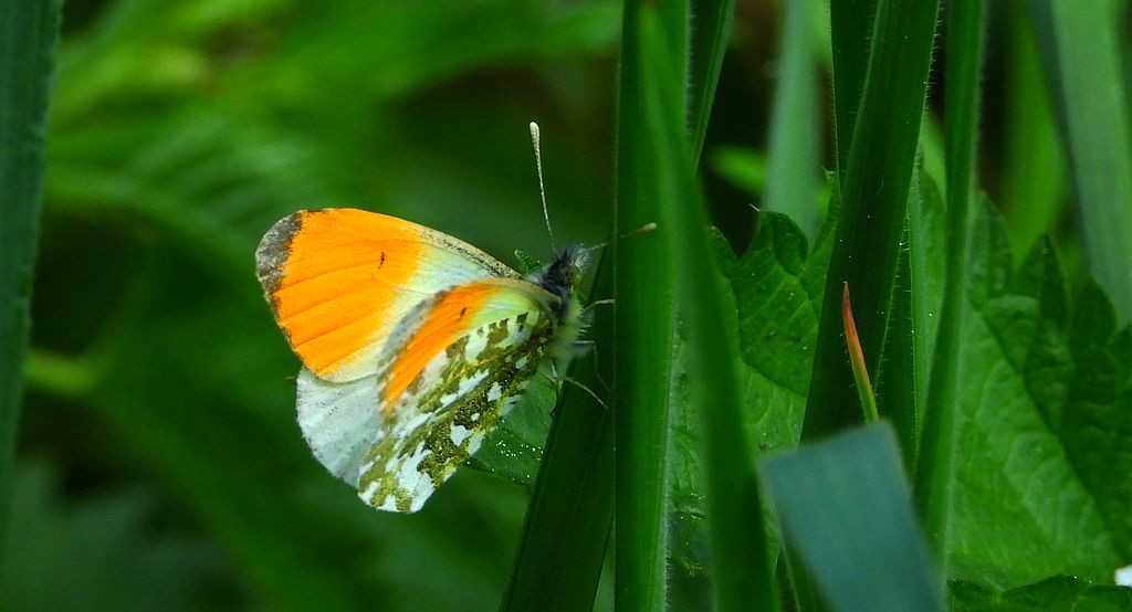Zorzynek rzeżuchowiec (Anthocharis cardamines)