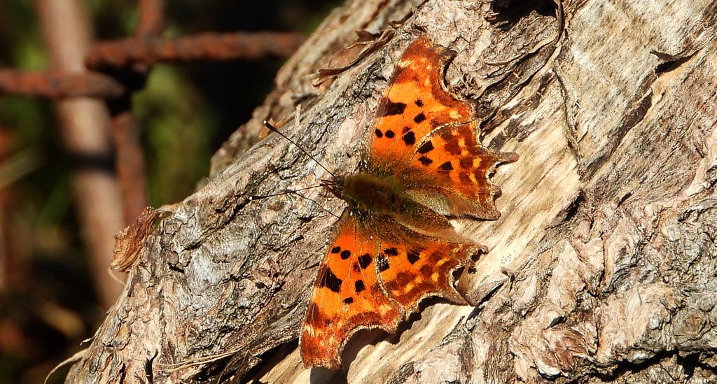 Rusałka ceik (Nymphalis c-album)