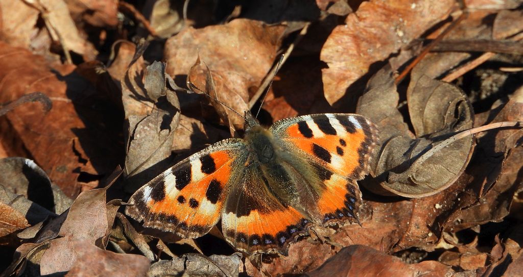 Rusałka pokrzywnik (Aglais urticae)