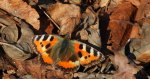 Rusałka pokrzywnik (Aglais urticae)