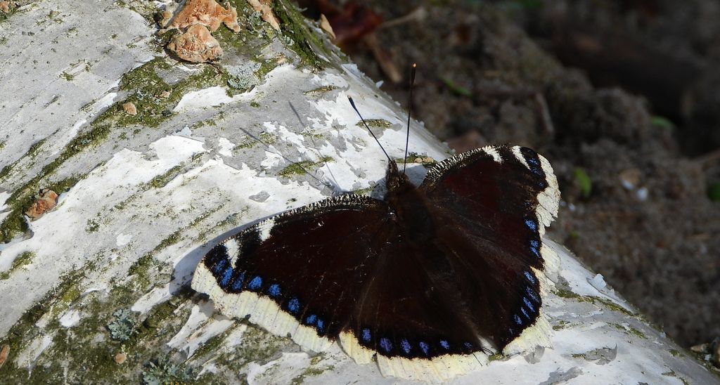 Rusałka żałobnik (Nymphalis antiopa)