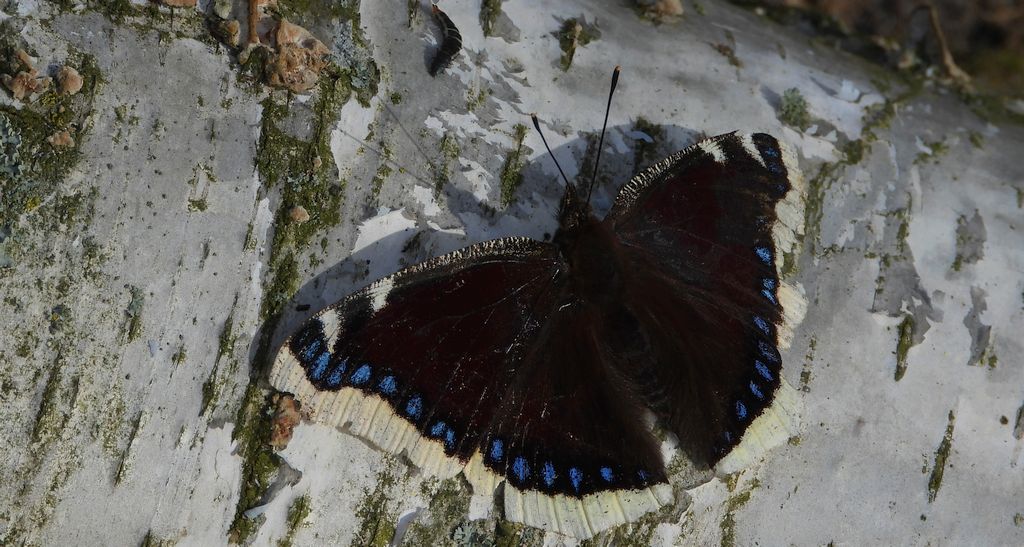 Rusałka żałobnik (Nymphalis antiopa)