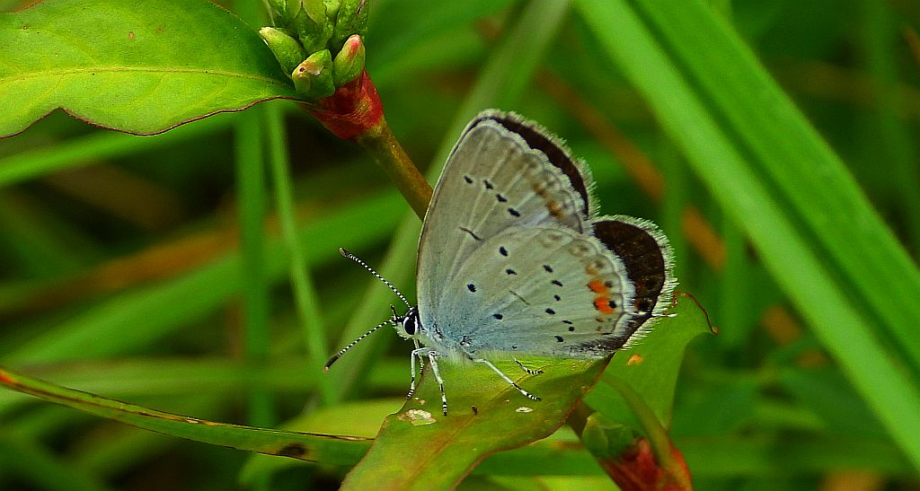Modraszek argiades (Cupido argiades)