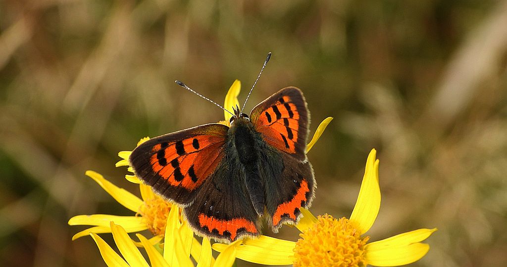 Czerwończyk żarek (Lycaena phlaeas syn. Lycaena phlaeoides)
