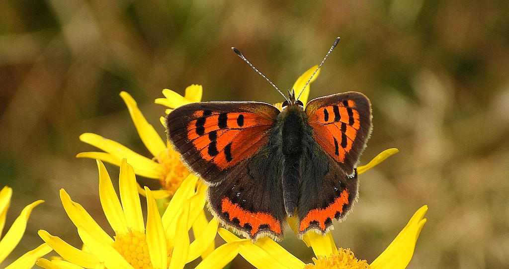 Czerwończyk żarek (Lycaena phlaeas syn. Lycaena phlaeoides)