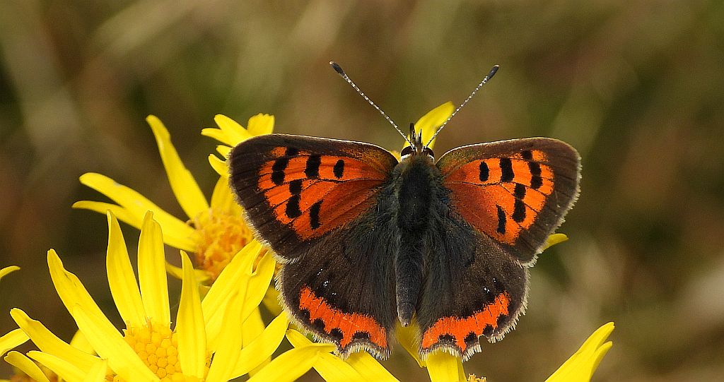 Czerwończyk żarek (Lycaena phlaeas syn. Lycaena phlaeoides)