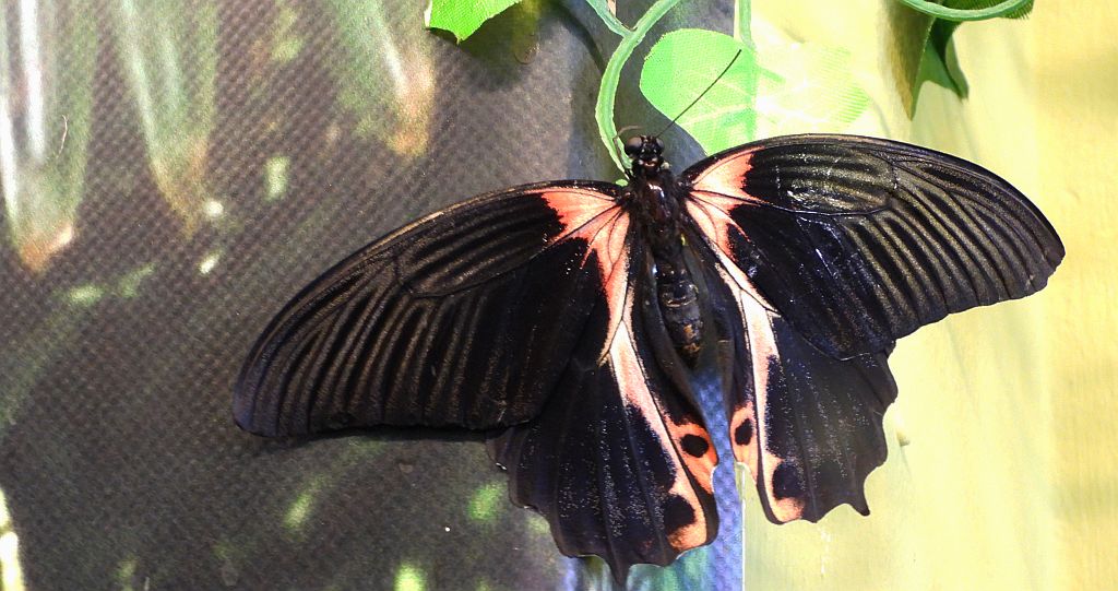 Papilio rumanzovia