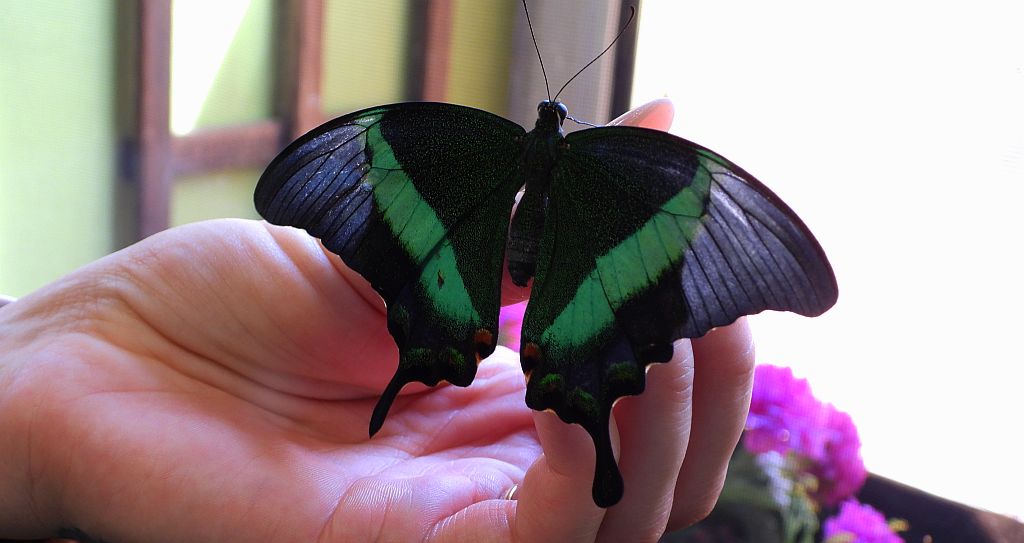 Papilio blumei