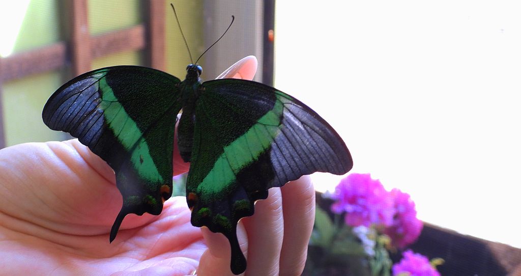 Papilio blumei