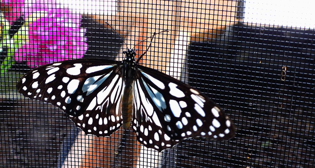 Tirumala (Danaus) limniace