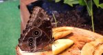 Morpho menelaus