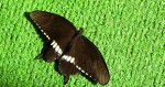 Papilio polytes