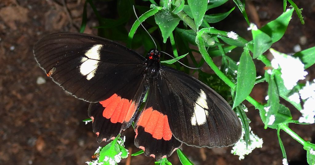 Parides iphidamas