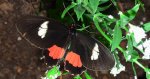Parides iphidamas