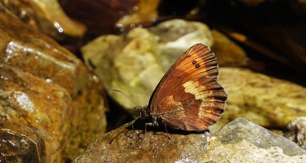 Górówka euriala (Erebia euryale)