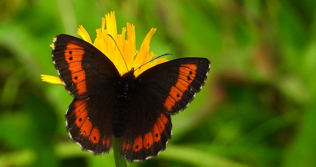 Górówka euriala (Erebia euryale)